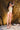 Amelia metallic gold swimsuit - yesUndress